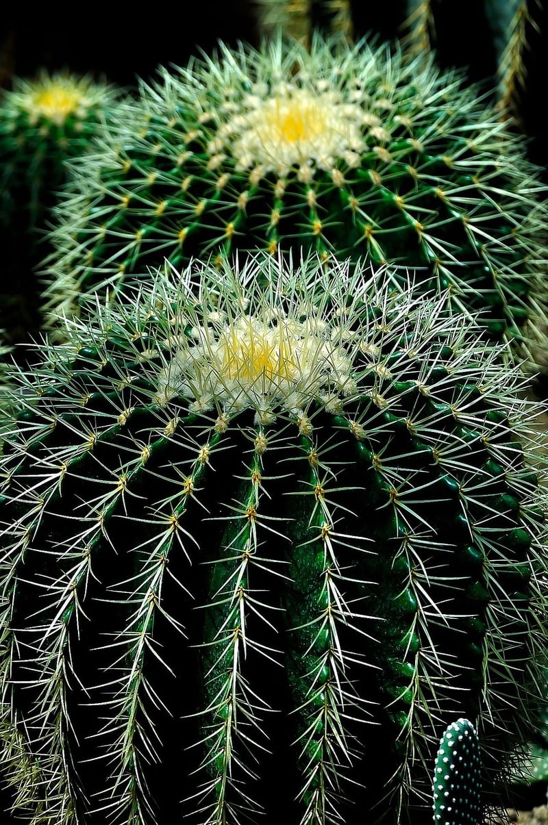 Xeriscape Garden