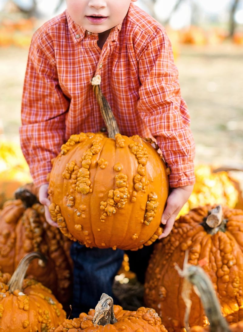 Fall Pumpkin Patch