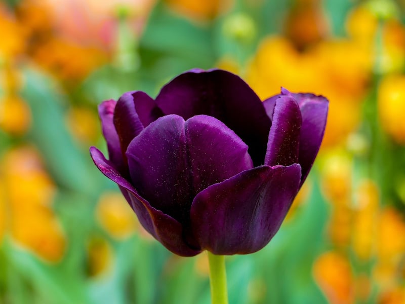 Spring Bulb Display