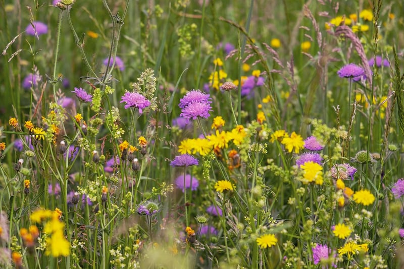 Native Plant Landscape
