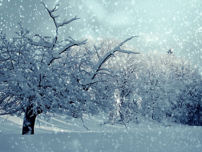 Winter Wonderland